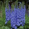 Delphinium Blue Lace